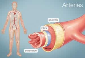 Arteries Graph